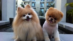 Animals Dogs pets pomeranian Buddy boo