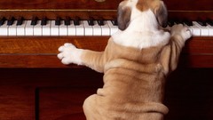 Animals Dogs piano bulldog english bulldog