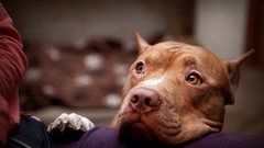 Animals Dogs pitbull