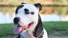 Animals Dogs pitbull