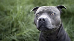 Animals Dogs pitbull