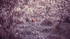 Animals Dogs Plants leash flora depth of field flowered trees