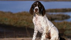 Animals Dogs pointer