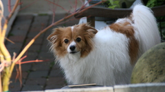 Animals Dogs pomeranian