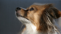 Animals Dogs pomeranian