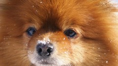 Animals Dogs pomeranian