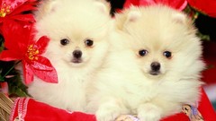 Animals Dogs pomeranian