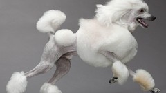 Animals Dogs poodle