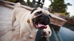 Animals Dogs pug