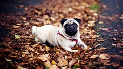 Animals Dogs pug pets fallen leaves depth of field