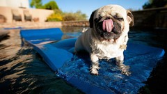 Animals Dogs pug swimming pools
