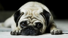 Animals Dogs Pugs