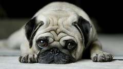 Animals Dogs Pugs