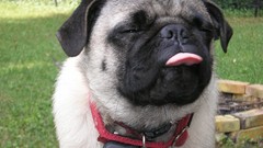 Animals Dogs Pugs