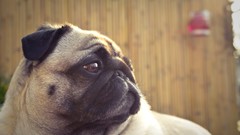 Animals Dogs Pugs
