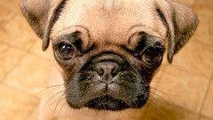 Animals Dogs Pugs