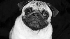 Animals Dogs Pugs monochrome