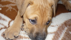 Animals Dogs Puppies