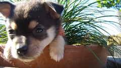 Animals Dogs Puppies