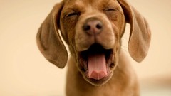 Animals Dogs Puppies