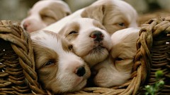Animals Dogs Puppies baskets
