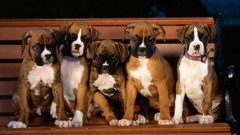 Animals Dogs Puppies boxer