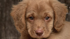 Animals Dogs Puppies canine