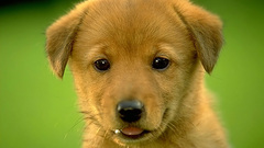 Animals Dogs Puppies canine