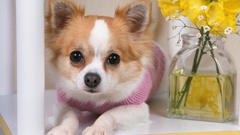 Animals Dogs Puppies canine