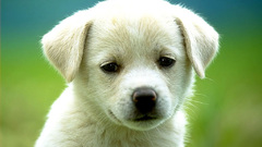 Animals Dogs Puppies canine