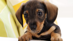 Animals Dogs Puppies dachshund