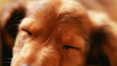 Animals Dogs Puppies dachshund