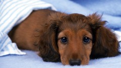 Animals Dogs Puppies dachshund