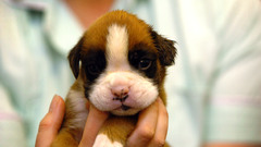 Animals Dogs Puppies depth