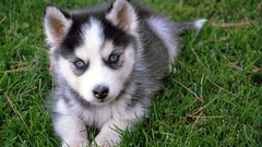 Animals Dogs Puppies Huskies
