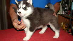 Animals Dogs Puppies husky