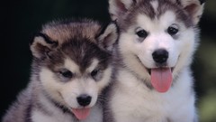 Animals Dogs Puppies husky