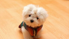 Animals Dogs Puppies maltese