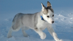 Animals Dogs Puppies pets