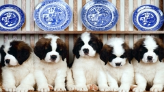 Animals Dogs Puppies plates