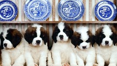 Animals Dogs Puppies plates