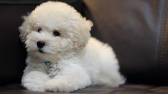 Animals Dogs Puppies poodle