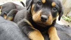 Animals Dogs Puppies rottweiler