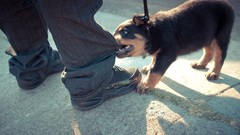 Animals Dogs Puppies rottweiler