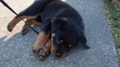 Animals Dogs Puppies rottweiler