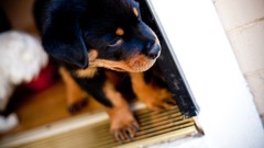 Animals Dogs Puppies rottweiler