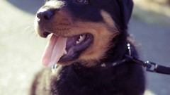 Animals Dogs Puppies rottweiler