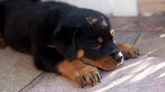 Animals Dogs Puppies rottweiler