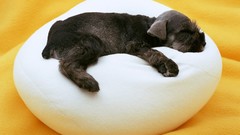 Animals Dogs Puppies schnauzer