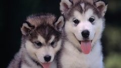 Animals Dogs Puppies tongue